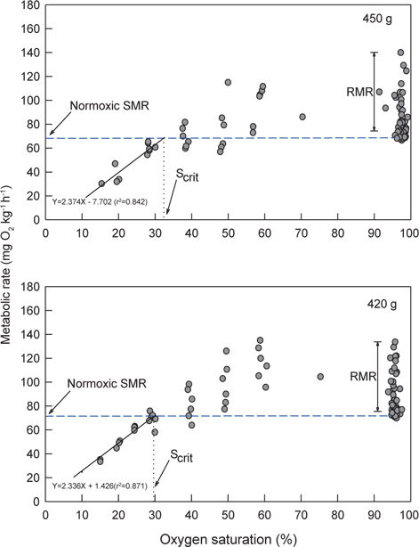 Examples of critical oxygen saturation (Scrit) of the olive flounder Paralichthys olivaceus exposed to stepwise hypoxic water at 20℃. The total period taken for one determination of MO2 was 10 min. Data include SMR and RMR measurements in Fig. 3. Numeric values are the flounder's body weight.