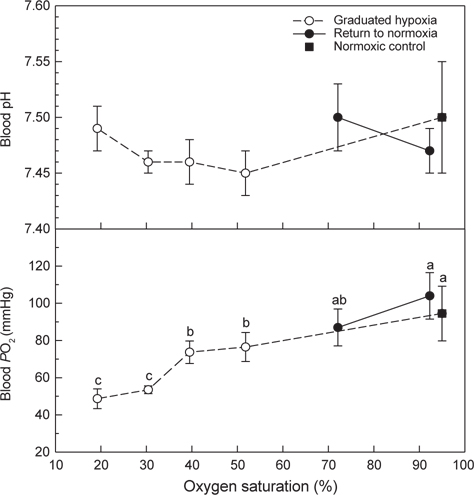 Changes in blood pH and partial oxygen pressure (PO2) of the olive flounder Paralichthys olivaceus exposed to stepwise hypoxic and normoxic water at 20℃. The blood was collected after exposure for 1 h and 30 min in ≥30% and 20% of oxygen saturation, respectively. Each data point represents the mean±SD of measurements (n=5). Different letters indicate P<0.05.