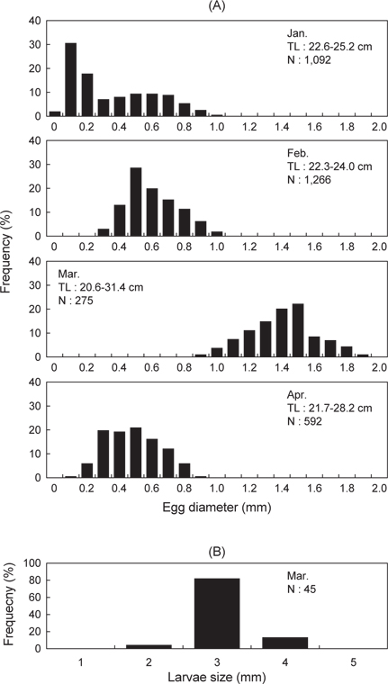 Frequency distributions of egg diameter (A) and larvae size (B) of Sebastes thompsoni caught by gill net in the coastal waters off Ulleungdo, Korea during spawning period.