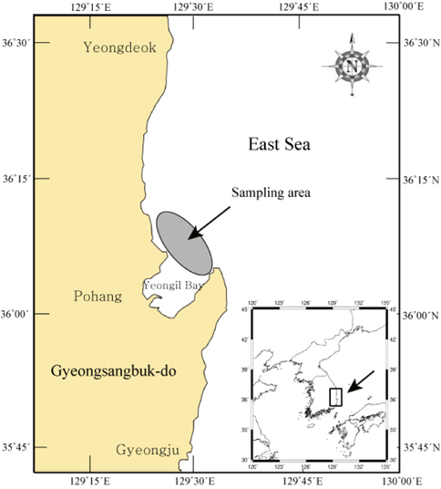 Sampling area of the Pseudopleuronectes yokohamae in the coast of Pohang, East Sea.