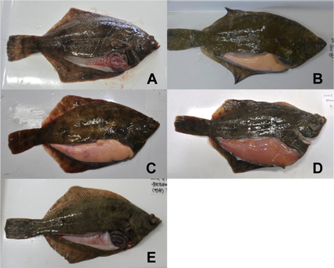 Maturity stages of female marbled flounder Pseudopleuronectes yokohamae in the coast of Pohang, East Sea. (A), Immature (Sampled in June 2014); (B), Maturing (December 2013); (C), Mature (February 2014); (D), Spawning (February 2014); (E), Spent (April 2014).