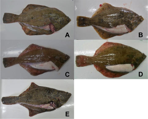 Maturity stages of male marbled flounder Pseudopleuronectes yokohamae in the coast of Pohang, East Sea. (A), Immature (Sampled in March 2014); (B), Maturing (December 2014); (C), Mature (December 2013); (D), Spawning (January 2014); (E), Spent (March 2014).