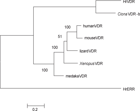 A phylogenic tree for VDR proteins. Phylogenetic tree construction was generated with MrBayes software and the reliability of the tree was assessed by bootstrapping using 10,000 bootstrap replications. The abbreviated amino acid sequence names for VDRs are noted in Fig. 1. Estrogen receptor-related receptor of Halocynthia roretzi, HrERR, was used as outgroup.