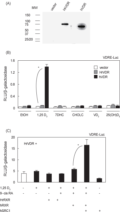 Transcriptional activity of HrVDR. (A) HEK293 cells in a 24-well plate were transfected with HA-HrVDR expression vector (100 ng) and cultured for 48 h. Total cell lysates were resolved by 12% SDS-PAGE and blotted with the HA primary antibody and HRP-conjugated secondary antibody. The maternal vehicle vector and HA-hVDR expression vector were used for controls. (B-C) The vehicle vector, HrVDR, hVDR, hRXR and hSRC1 expression vectors (100 ng each) were transfected into HEK293 cells in 24-well plates, along with the VDRE-Luc reporter (100 ng) and β-galactosidase expression vector (pRSV-β-gal; 100 ng). After 24 h of transfection, the cells were incubated in the presence of the indicated ligands (10？7 M each) or the same amount of EtOH for 18 h. All cells were lysed, and the luciferase activities were measured and normalized against the β-galactosidase expression as an internal control. The relative luciferase activity represent the mean±SE of four separate transfections expressed as a relative light unit (RLU). Statistical changes were determined by the Student’s t test (two-tailed). *, P<0.05.