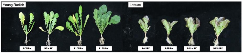 Growth characteristics of young radish and lettuce under different application levels of phyllite.