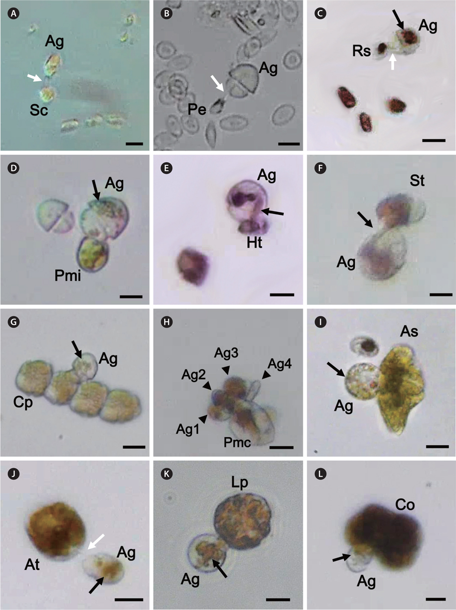 Feeding of Aduncodinium glandula (Ag) on diverse prey species. Ag cells feeding on Skeletonema costatum (Sc) (A), perch blood cell (Pe) (B), Rhodomonas salina (Rs) (C), Prorocentrum minimum (Pmi) (D), Heterocapsa triquetra (Ht) (E), Scrippsiella trochoidea (St) (F), Cochlodinium polykrikoides (Cp) (G), Prorocentrum micans (Pmc) (H), Akashiwo sanguinea (As) (I), Alexandrium tamarense (At) (J), Lingulodinium polyedrum (Lp) (K), and Chattonella ovata (Co) (L). An A. glandula cell sucking materials (black arrows) from a prey cell through a peduncle (white arrows). Arrowheads in panel H indicate Ag cells. Scale bars represent: A-L, 10 μm.