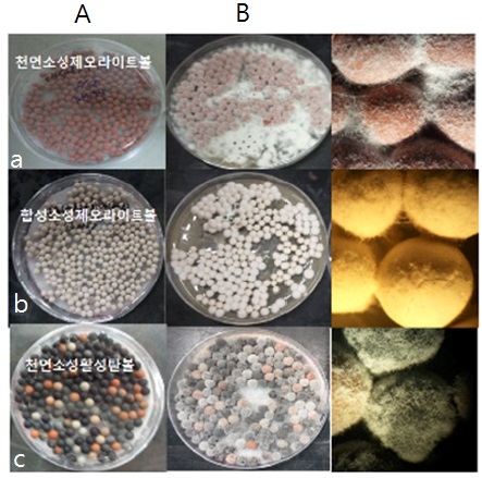Morphological growth type of B. bassiana M130 in matrix. (A: Without B. bassiana M130, B: With B. bassiana M130, a: Naturnal zeolite ceramic ball, b: Synthesis zeolite ceramic ball, c: Active carbon ball)