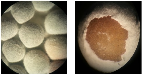 Optimal culture condition of B. bassiana M130 in natural ceramic ball matrix.