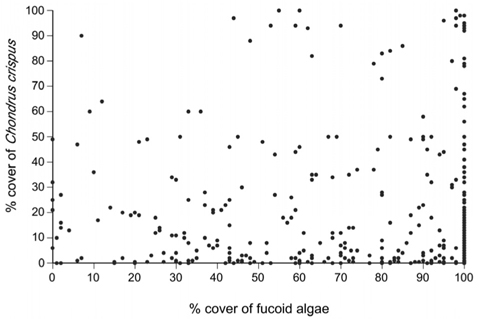 Lack of relationship between the percent cover of canopy-forming fucoid algae (Ascophyllym nodosum and Fucus spp.) and the percent cover of Chondrus crispus.