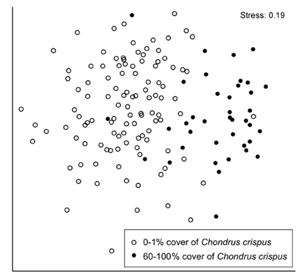 Non-metric multidimensional scaling summarizing the difference in species composition between quadrats with low (0-1%) and high (60-100%) percent cover of Chondrus crispus.