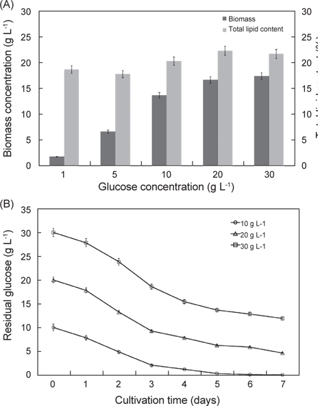 Effect of glucose concentrations. (A) Effect of glucose concentration on biomass and total lipid content (B) time-course profiles of glucose consumption under various initial glucose concentrations.