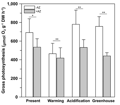 Photosynthesis of Ulva pertusa under four CO2 and temperature conditions. Filled bars represent photosynthesis when acetazolamide (AZ) added. Data are presented as mean ± standard deviation (n = 3, *p < 0.05, **p < 0.01 for paired t-test between -AZ and +AZ and p > 0.05 for photosynthesis between the four conditions).