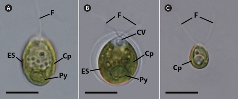 Nomarski interference micrographs of vegetative cells for the Arctic green algae KNF0022, KNF0024, and KNF0032. (A) Optical section of a vegetative cell of KNF0022 with flagella, chloroplast, eyespot, and pyrenoid. (B) Vegetative cell of KNF0024 with two flagellae, chloroplast, eyespot, contractile vacuole, and pyrenoid. (C) Vegetative cell of KNF0032 with two flagellae and chloroplast. Cp, chloroplast; ES, eyespot; F, flagella; Py, pyrenoid; CV, contractile vacuole. Scale bars represent: A-C, 10 μm.