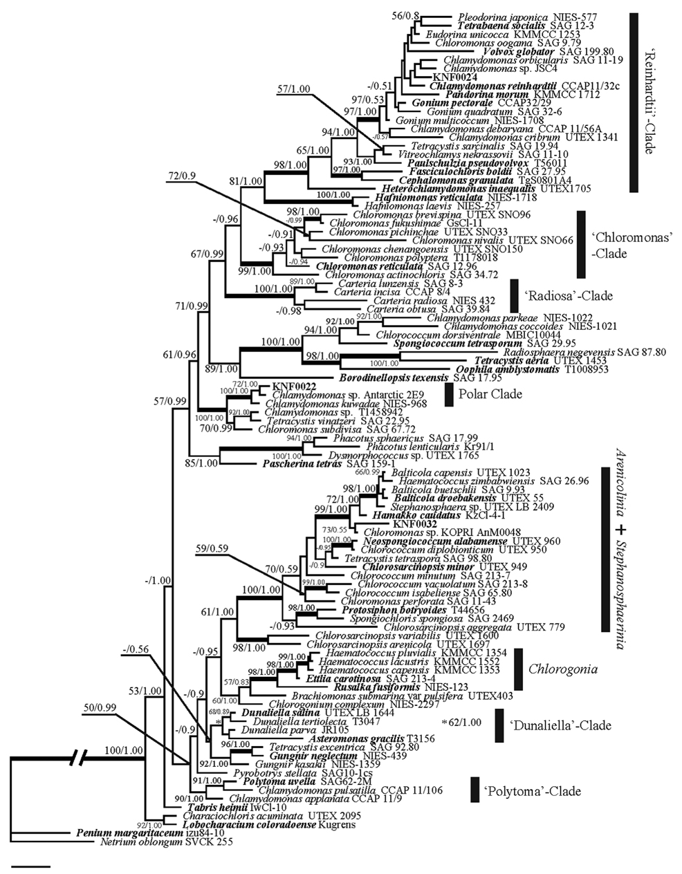 Tree constructed with Bayesian inference using the small subunit sequences of the Arctic green algae KNF0022, KNF0024, KNF0032, and their relatives. Each species with bold characters is the type species of the genus. Values at branches represent 1,000 bootstrap replicates for maximum likelihood analysis (left value) and Bayesian posterior probabilities (right value). Branches marked with bold lines received strong (>95%) support in all analyses, whereas those lacking values received less than 50% support. Scale bars represent: 0.01 substitutions / site.