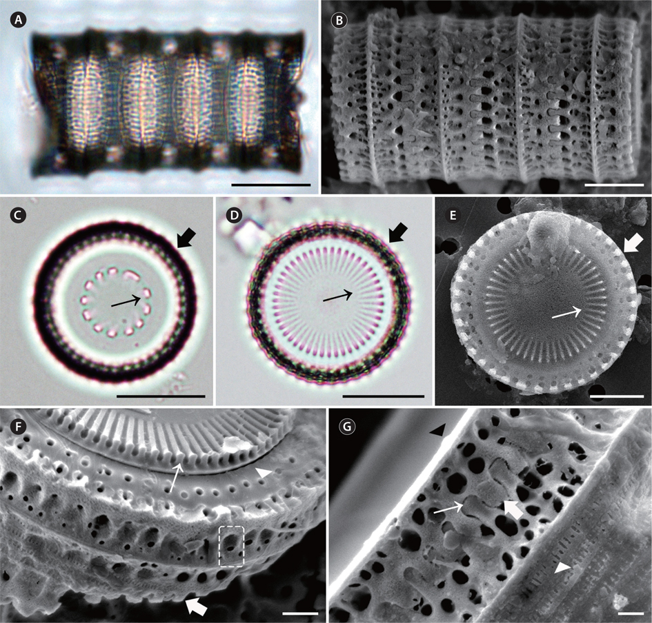 Micrographs of Paralia cf. obscura taken using light microscopy (A, C & D) and scanning electron microscopy (B & E-G). (A & B) Girdle view of four-celled chain. Upper (A) focus girdle view of the specimens. (C) Valve view of separation valve. Irregular pattern of internal linking spines (thin arrow); marginal pore (thick arrow). (D) Valve view of intercalary valve. Internal linking spines (thin arrow), marginal pore (thick arrow). (E) Valve view of intercalary valve with interlocking radiating processes. Internal linking spines (thin arrow), medium-sized marginal pore (thick arrow). (F) Valve view of intercalary valve. Internal linking spines (thin arrow), marginal pore (arrowhead), broken marginal linking spine (thick arrow), visible narrow fenestrae (dashed square). (G) Girdle view of two sibling valves showing the irregular spatulate shape of marginal linking spines and copulae. Marginal linking spines (thin arrow) in relief valve, marginal linking spines (thick arrow) in intaglio valve, slits in copulae (arrowhead). Scale bars represent: A, C & D, 10 μm; B & E, 5 μm; F, 2 μm; G, 1 μm.
