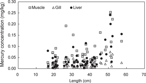 Positive correlations between tissue-specific total mercury concentration and total fish length. The total fish length was significantly correlated with total mercury concentration of fish muscle (PCC; 0.486**), gill (PCC; 0.528**), and liver (PCC; 0.548**) (P<0.01).
