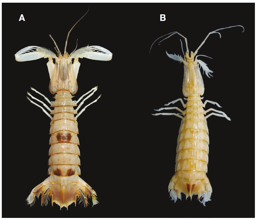 A, Kempella mikado (Kemp and Chopra, 1921): female (TL 163 mm), dorsal view; B, Squilloides leptosquilla (Brooks, 1886): male (TL 82 mm), dorsal view.
