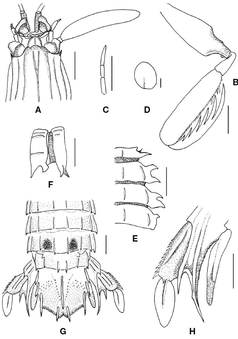 Kempella mikado (Kemp and Chopra, 1921): female (TL 164 mm). A, Anterior cephalon, dorsal; B, Raptorial claw, right lateral; C, Palp of mandible, right; D, Epipod of maxilliped 4, right; E, Lateral processes of thoracic somites 5-8, right dorsal; F, Lateral processes of thoracic somites 5-6, right lateral; G, Abdominal somites 3-6, telson and uropod, dorsal; H, Uropod, right ventral. Scale bars: A, B, E-H=10 mm, C=5 mm, D=1 mm.