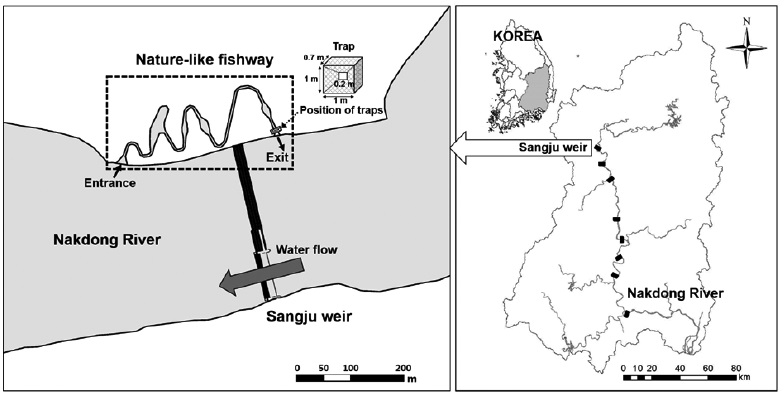 Location of the Sangju Weir with the nature-like fishway on the Nakdong River in Korea. A total of six traps were installed at the exit part of the fishway to collect ascending fishes.