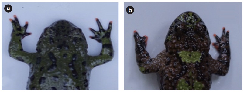 Example photos of frogs with abnormal digits. Frogs with (a) two digits attached each other in left forelimb, and (b) abnormally shaped left forelimb.