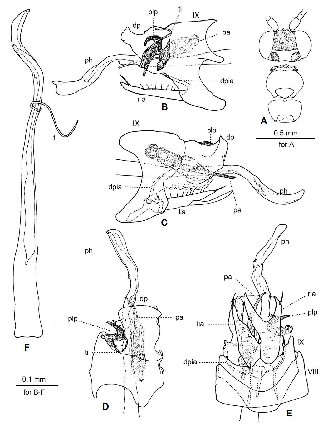 Male of Orthotrichia coreana sp. nov. A, Head and thorax, dorsal; B, Genitalia, right lateral; C, Genitalia, left lateral; D, Genitalia, dorsal; E, Genitalia, ventral; F, Phallus, right lateral. VIII-IX, abdominal segments VIII-IX; dp, dorsal plate; dpia, dorsal process of inferior appendage; lia, left inferior appendage; pa, paramere; ph, phallus; plp, posterolateral process of segment IX; ria, right inferior appendage; ti, titillator.