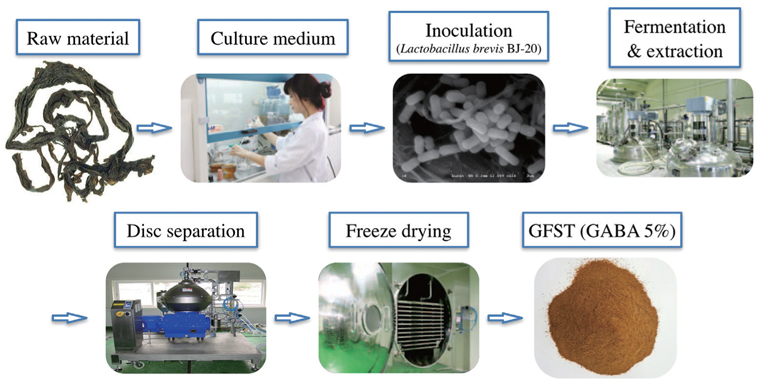 Preparation process of γ-aminobutyric acid (GABA)-enriched fermented sea tangle (GFST) from raw sea tangle.