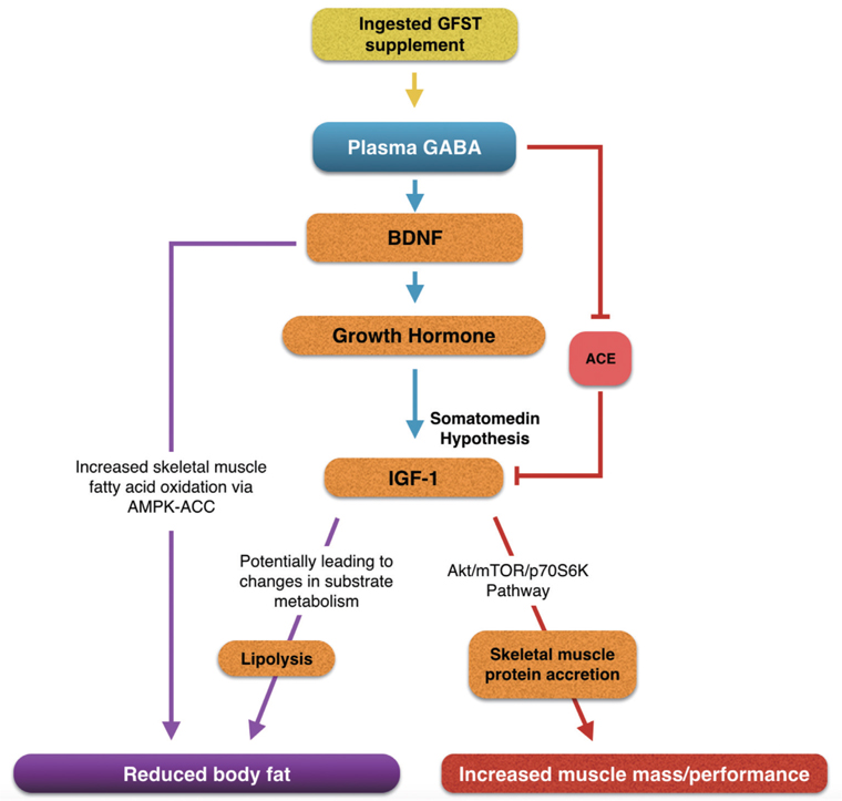 Mechanism map of potential pathways γ-aminobutyric acid (GABA) may affect muscle growth and body fat reduction changes. ACE, angiotensin converting enzyme; BDNF, brain derived neurotrophic factor; GFST, GABA-enriched fermented sea tangle; IGF-1, insulin-like growth factor-1; mTOR, mammalian target of rapamycin.