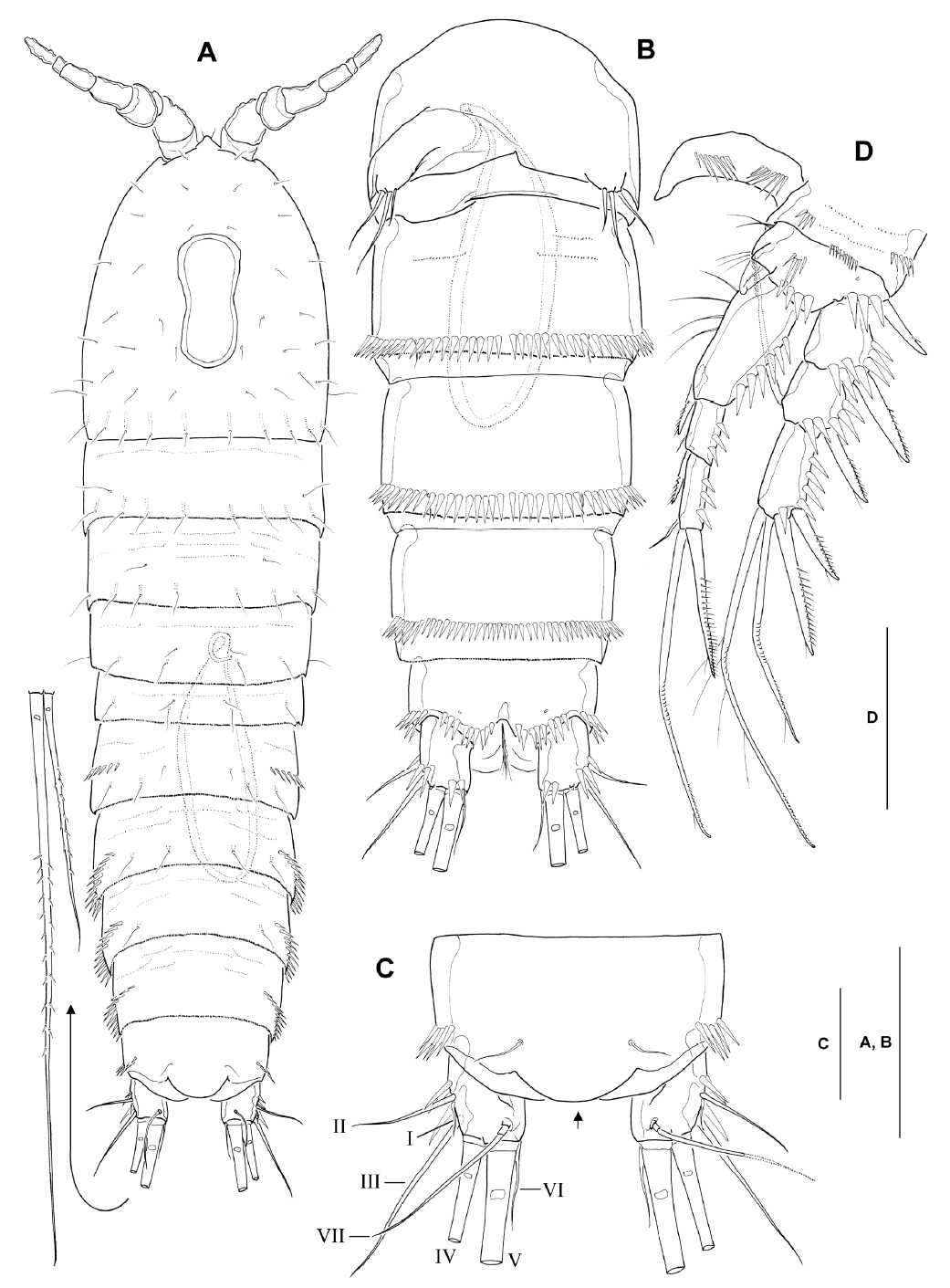 Bryocamptus jejuensis, male. A, Habitus, dorsal; B, Urosome (excluding leg 5-bearing somite), ventral; C, Anal somite (anal operculum arrowed) and caudal rami, dorsal; D, Leg 1, anterior. Scale bars: A=0.1 mm, B-D=0.05 mm.
