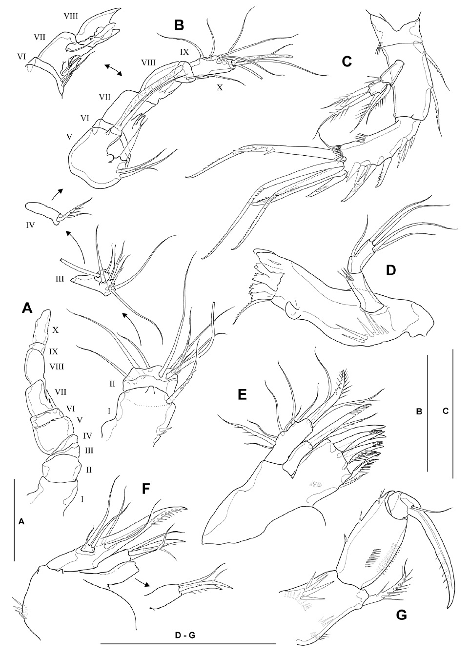 Bryocamptus jejuensis, male. A, Antennular segmentation; B, Antennule shown disarticulated to reveal detailed armature on individual segments; C, Antenna; D, Mandible; E, Maxillule; F, Maxilla (inset showing armature of proximal endite of syncoxa); G, maxilliped. Scale bars: A-G=0.05 mm.