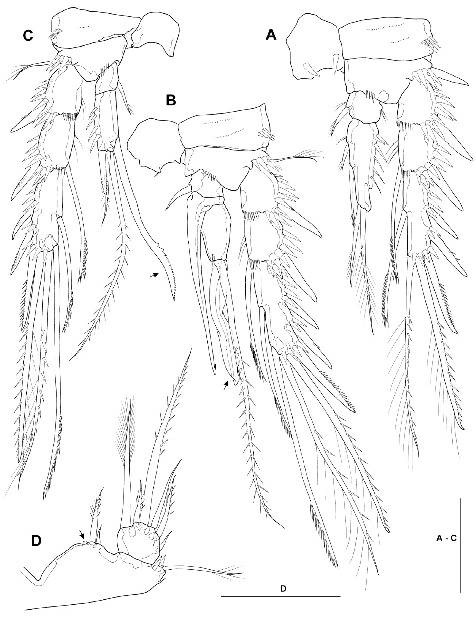Bryocamptus jejuensis, male. A, Leg 2, anterior; B, Leg 3, anterior; C, Leg 4, anterior; D, Leg 5 (arrow indicating tube pore). Scale bars: A-D=0.05 mm.