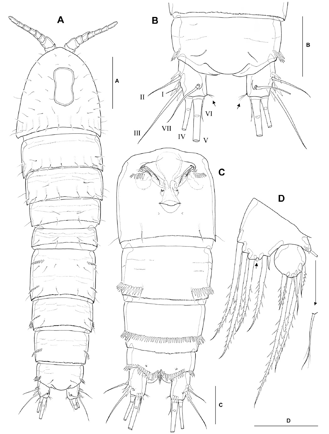 Bryocamptus jejuensis, female. A, Habitus, dorsal; B, Anal somite and caudal rami (arrows indicating setular tuft), dorsal; C, Urosome (excluding leg 5-bearing somite), ventral; D, Leg 5 (arrow indicating tube pore). Scale bars: A=0.1 mm, B-D=0.05 mm.