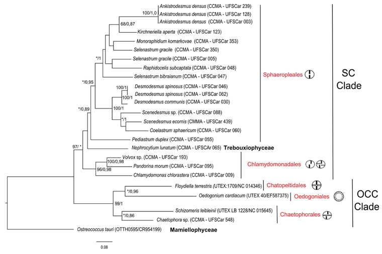 Bayesian analysis for tufA sequences of Chlorophyceae. Sequences obtained in this study are indicated with “CCMA-UFSCar” and the four sequences obtained from GenBank are indicated with the name strain and the accession number. Ostreococcus tauri (Mamiellophyceae) was used as outgroup. Support values at the nodes are the bootstrap values (%) for neighbor-joining, followed by Bayesian posterior probability. Values lower than 95% for bootstrap value and 0.75 for Bayesian probability are represented by asterisk, or not presented when both were lower. The draws represent the basal body orientation of flagella apparatus, as the cells are represented as circles and seen from above. OCC, Oedogoniales Chaetopeltidales Chaetophorales; SC, Sphaeropleales Chlamydomonadales.