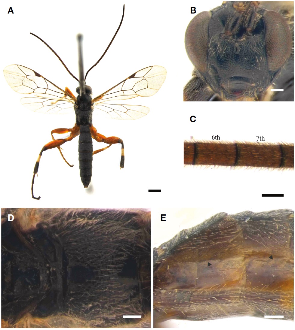 A-E, Pimpla kaszabi (Momoi, 1973). A, Habitus of male in dorsal view; B, Face of male in frontal view; C, 6th-7th antennal flagellomeres of male in lateral view; D, Scutellum to propodeum of male in dorsal view; E, 2nd-3rd epipleuron of female in ventral view (area indicated by triangle shaped mark). Scale bars: A=1 mm, B-E=0.2 mm.