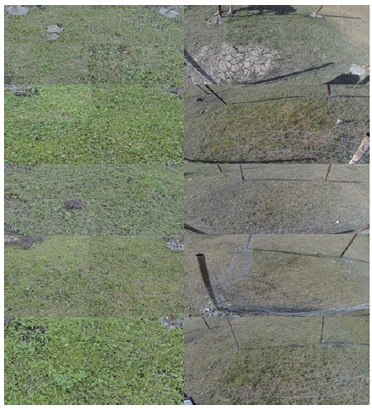 Vegetation covers on June (the left panel is showing in 2014, the right panel showing in 2015).