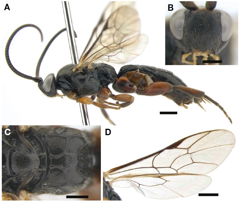 Hypsicera bicolor. A, Habitus in lateral view; B, Head in frontal view; C, Propodeum in dorsal view; D, Wings. Scale bars: A, D=1 mm, B, C=0.5 mm.