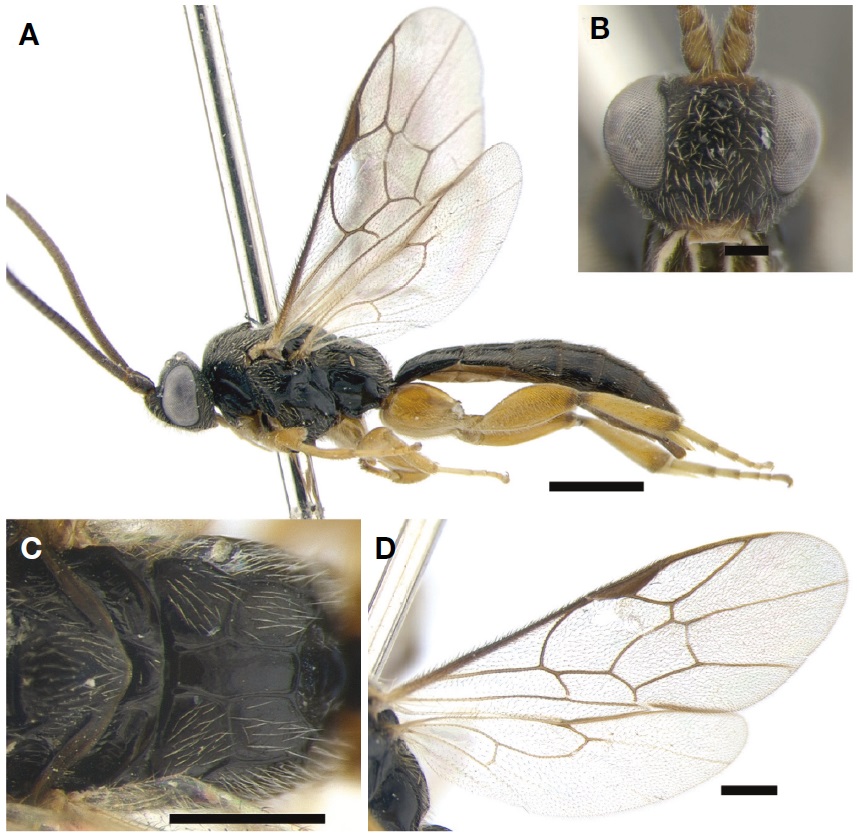 Hypsicera incarinata. A, Habitus in lateral view; B, Head in frontal view; C, Propodeum in dorsal view; D, Wings. Scale bars: A=1 mm, B=0.2 mm, C, D=0.5 mm.
