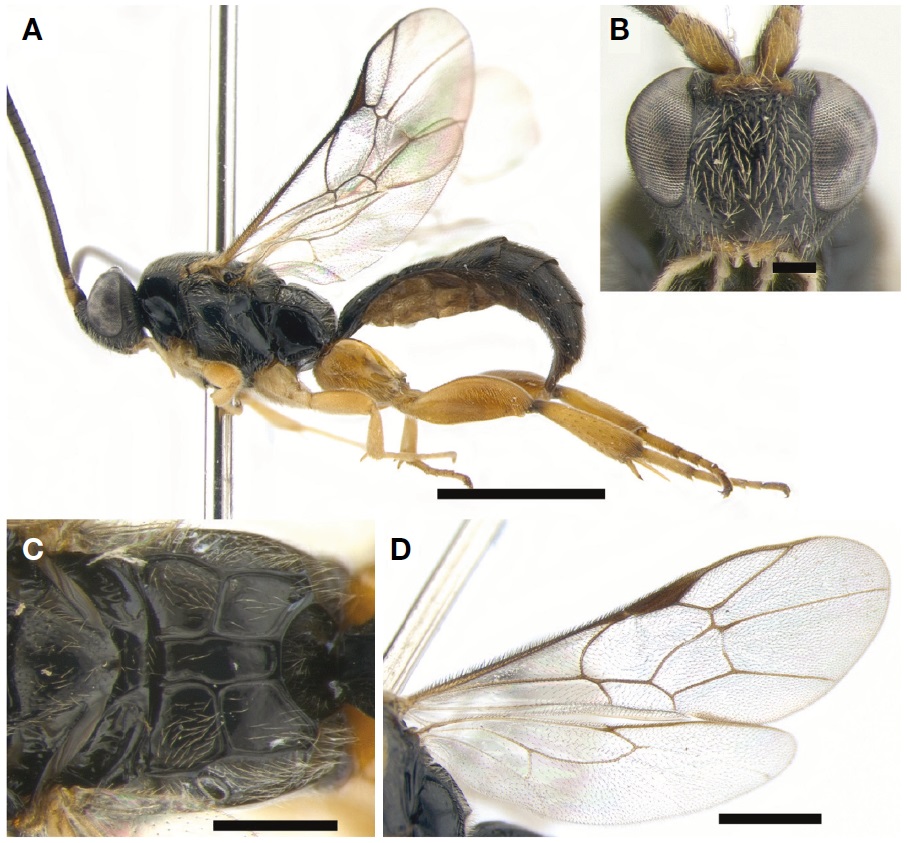 Hypsicera intermedia. A, Habitus in lateral view; B, Head in frontal view; C, Propodeum in dorsal view; D, Wings. Scale bars: A=2 mm, B=0.2 mm, C=0.5 mm, D=1 mm.