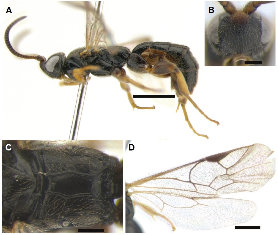 Hypsicera spiracularis. A, Habitus in lateral view; B, Head in frontal view; C, Propodeum in dorsal view; D, Wings. Scale bars: A=1 mm, B, C=0.2 mm, D=0.5 mm.