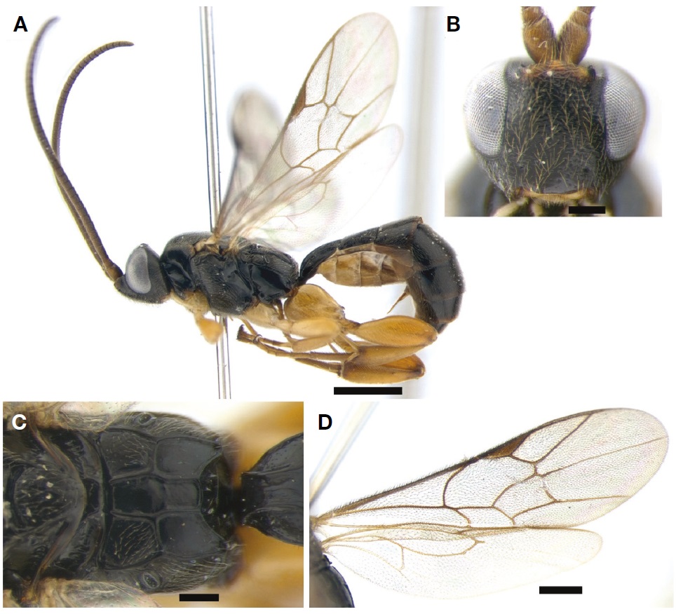 Hypsicera yoshimotoi. A, Habitus in lateral view; B, Head in frontal view; C, Propodeum in dorsal view; D, Wings. Scale bars: A=1 mm, B, C=0.2 mm, D=0.5 mm.