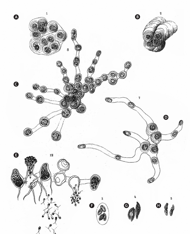 Borzi’s (1883) illustrations from his pls VIII and IX of his collections representing Hormotila mucigena. (A & B) Urococcus-like mass of cells that were likened to Gloecocystis. (C) Form described with branched-filamentous organization. (D) Cells come to lie remote from each other. (E) Zoospores massed outside of the cell in a vesicle. (F) Colony of cells enclosed by the expanded mother-cell wall much like Oocystis submarina. (G) Lunate cells suggesting Ankistrodesmus convolutus or Quadrigula closterioides. (H) Cells after cleavage suggesting an Elakatothrix, possibly Elakatothrix viridis (A-H, ×650).