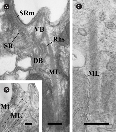 Transmission electron micrographs of the mitochondrion-associated lamella (ML). (A) Oblique section of the two basal bodies showing the ML, which originates at the ventral basal body (VB). (B) Longitudinal section showing the ML associated with the mitochondria. (C) Enlargement of the region outlined in Figure. B showing that the ML has a striated pattern. DB, dorsal basal body; Mt, mitochondria; Rhs, rhizostyle; SR, striated fibrous root; SRm, striated fibrous root-associated microtubular root. Scale bars represent: A-C, 0.2 μm.