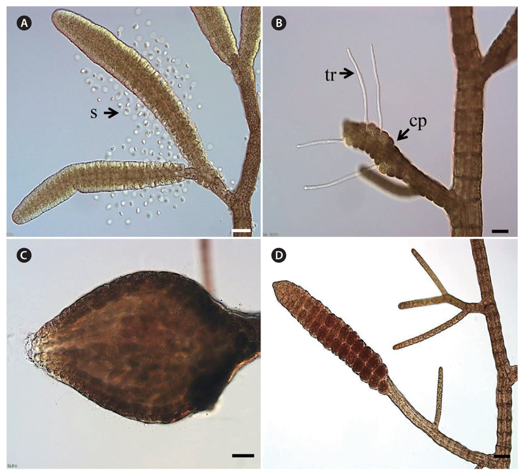 Morphology of Bostrychia moritziana in different life stages. (A) Male gametophyte with spermatangial branches with released spermatia (s). (B) Female gametophyte with carpogonia (cp, embedded) and trichogynes (tr). (C) Cystocarp (carposporophyte and pericarp) developed on the female thallus. (D) Free-living sporophyte with visible tetrasporangia. Scale bars represent: A-D, 50 μm.