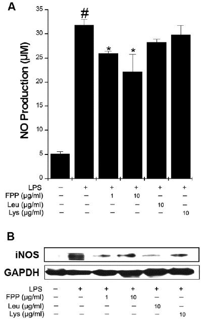 FPP inhibits the NO production and iNOS expression in RAW264.7 macrophages. Cells were pretreated with FPP, Leu, or Lys for 1 h and then stimulated with LPS (10 μg/ml) for 48 h. (A) NO production was measured by Griess method. Data are mean ± SEM values of three independent experiments performed in duplicate. Cells were pretreated with FPP, Leu, or Lys for 1 h and then stimulated with LPS (10 μg/ml) for 24 h. The total proteins were determined for iNOS expression by Western blotting. Results are representative of three independent experiments. #p< 0.05: significantly different from the unstimulated cells; *p< 0.05: significantly different from the LPS-stimulated cells. LPS, lipopolysaccharide; FPP, fermented porcine placenta; Leu, leucine; Lys, lysine.