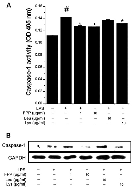FPP inhibits the caspase-1 activity in RAW264.7 macrophages. Cells were pretreated with FPP, Leu, or Lys for 1 h and then stimulated with LPS (10 μg/ml) for 2 h. (A) Caspase-1 activity was measured by a caspase-1 assay kit. Data are mean ± SEM values of three independent experiments performed in duplicate. (B) Caspase-1 protein levels were analyzed by Western blotting. Results are representative of three independent experiments. #p< 0.05: significantly different from the unstimulated cells; *p< 0.05: significantly different from the LPS-stimulated cells. LPS, lipopolysaccharide; FPP, fermented porcine placenta; Leu, leucine; Lys, lysine.