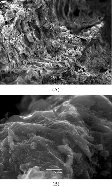 Scanning electron microscope photographs of (a) dehydrated carbon and (b) activated carbon.