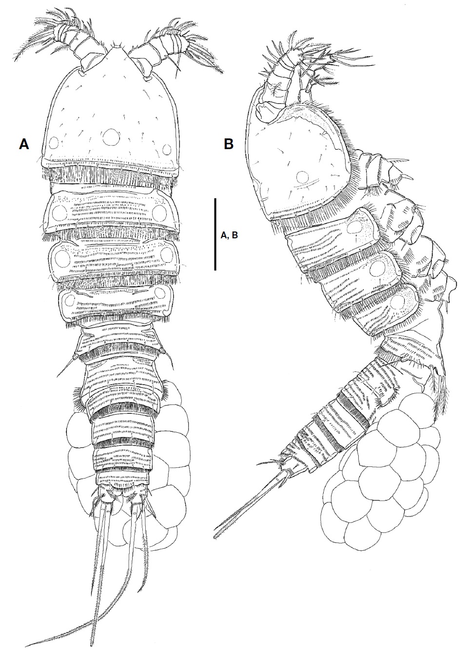Microarthridion littorale, female (A, B, NIBRIV0000470365). A, Habitus, dorsal; B, Habitus, lateral. Scale bar: A, B=100 μm.