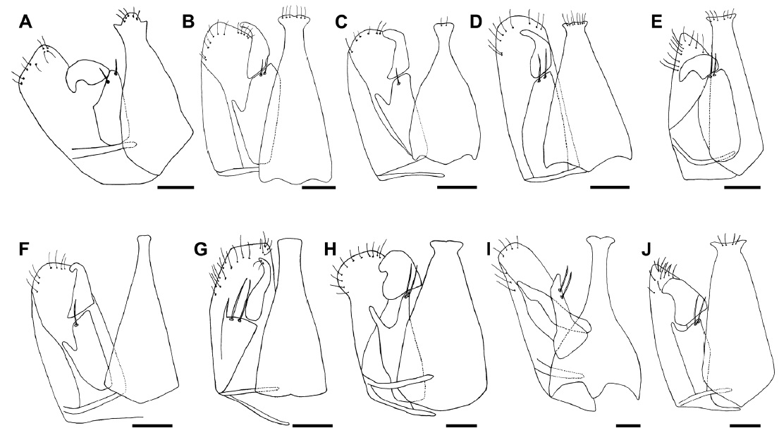 Male genitalia of Aphelopus spp. A, A. atratus; B, A. bennetti; C, A. camus; D, A. luteoceps; E, A. maetoi; F, A. melaleucus; G, A. prolatus; H, A. querceus; I, A. serratus; J, A. spadiceus. Scale bars=0.05 mm.