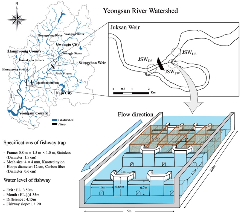 The map showing fishway (JSWFW), upstream reach (JSWUS), and downstream reach (JSWDS) of Juksan Weir (JSW) in the Yeongsan River watershed.