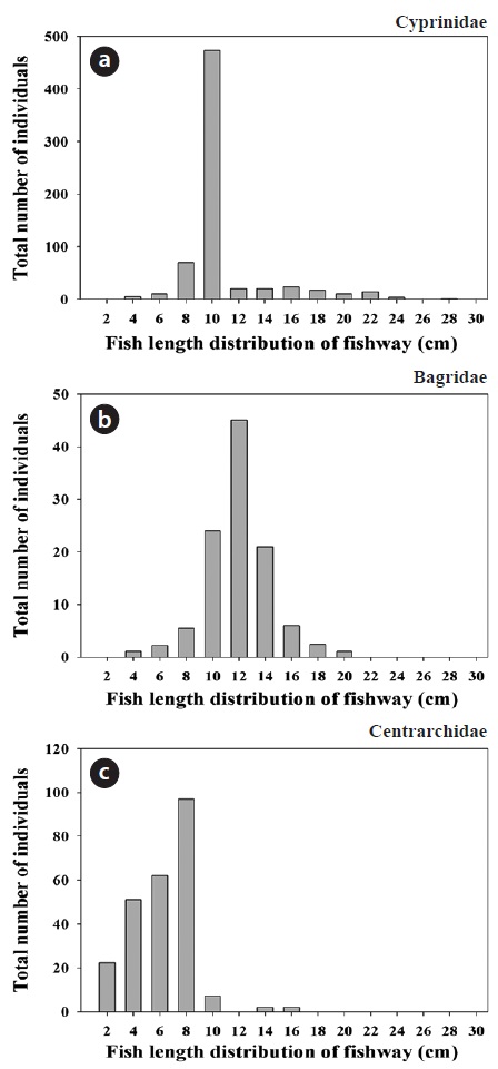 Fish size distribution and frequency analysis of major fish families collected from the fishway of Juksan Weir for (a) cyprinidae, (b) bagridae, and (c) centrarchidae.