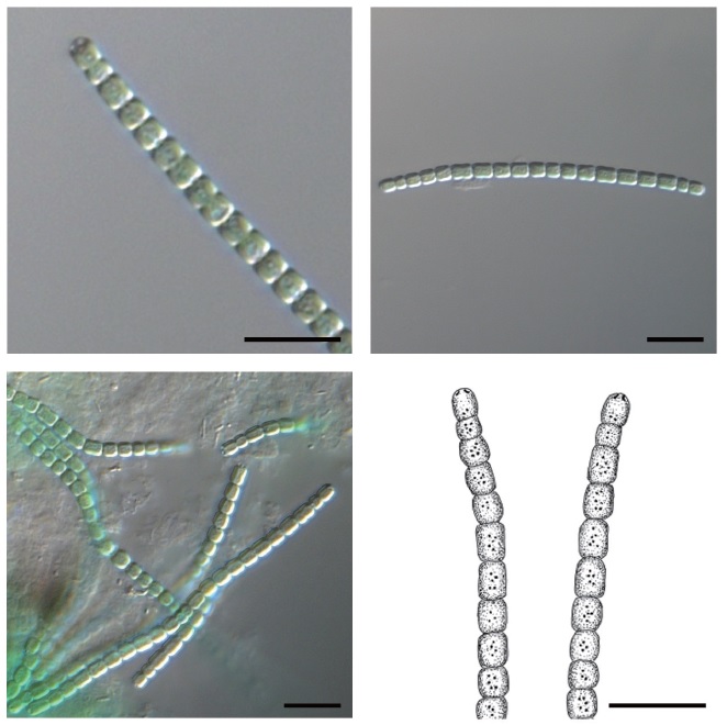 Microscopic photographs and illustrations of Pseudanabaena amphigranulata (Van Goor) Anagnostidis 2001, taken with the cultured samples from algal culture collection of Kyonggi University. Scale bars represent 10 μm.